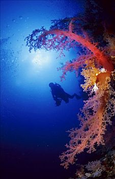 潜水,后面,软珊瑚,红海
