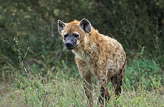 斑鬣狗,草地,马赛马拉,公园,肯尼亚