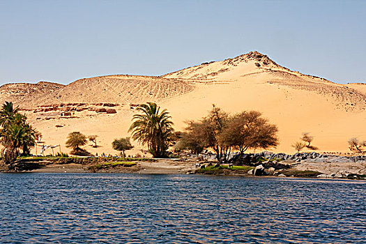 刺槐,棕榈树,尼罗河,河,第一,岛屿,保护区,阿斯旺,埃及