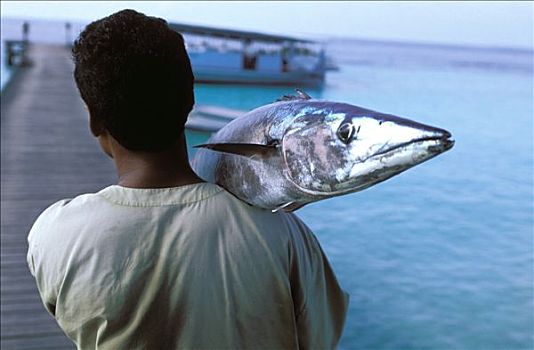 马尔代夫,梭鱼,儿子,小船,喜爱