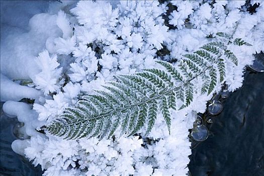 白霜,冰晶,蕨类,叶子,旁侧,溪流,瑞士
