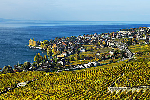 葡萄园,秋天,风景,乡村,拉沃,沃州,瑞士,欧洲