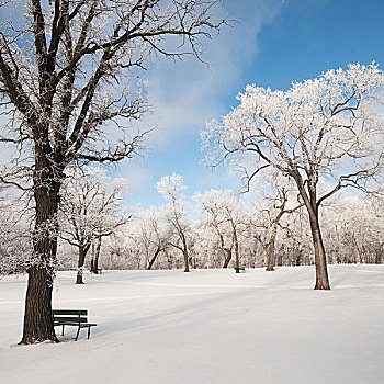 曼尼托巴,加拿大,雪,地上,树,公园