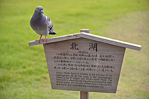 斑点,公园,日本