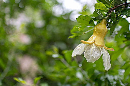 石榴花