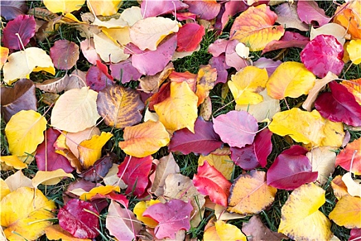许多,彩色,秋天