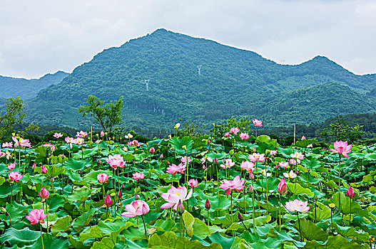 荷田风光