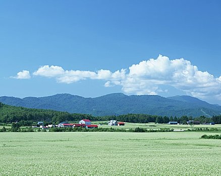 荞麦田