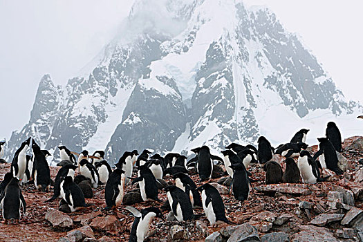 阿德利企鹅,生物群,威德尔海,南极半岛,南极