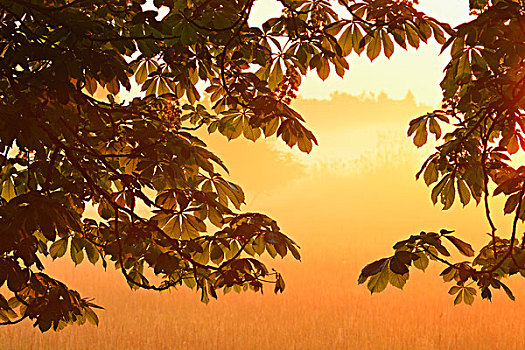 枝条,栗子树,日出,自然保护区,黑森州,德国,欧洲