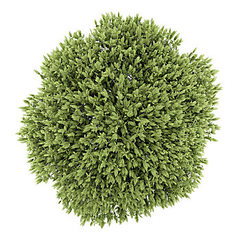 俯视,盐肤木,树,隔绝,白色背景,背景