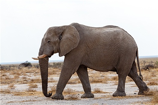 大,非洲象,埃托沙国家公园