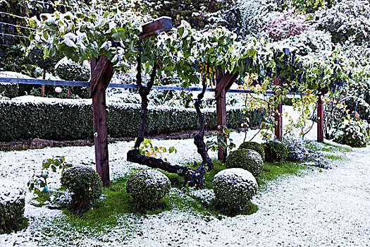 花园,风景,雪,盒子,球,仰视,格架
