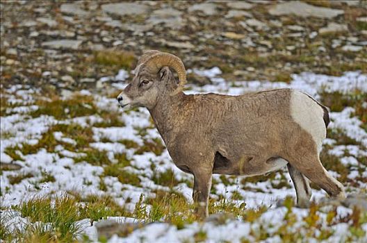 大角羊,冰川国家公园,蒙大拿,美国,北美