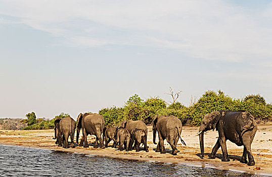 非洲象,饲养,牧群,喝,堤岸,乔贝,河,船,乔贝国家公园,博茨瓦纳,非洲