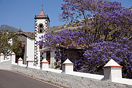 教堂,蓝花楹,树,紫花,靠近,波多黎各,帕尔玛,加纳利群岛,西班牙,欧洲
