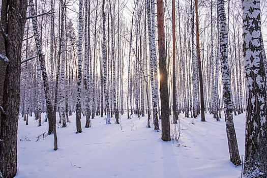 风景,积雪,树林