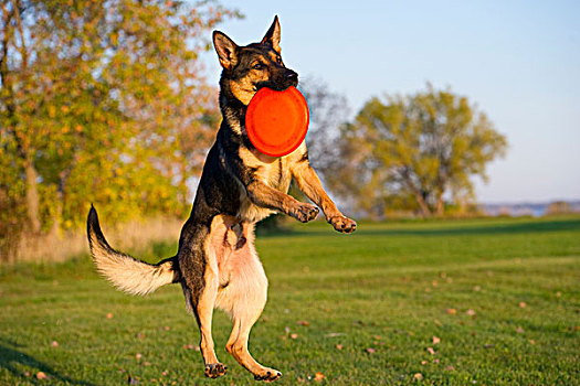 德国牧羊犬,狗,抓住,飞盘