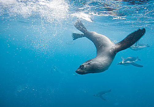 南极,南乔治亚,英国,水下视角,南极软毛海豹,毛海狮,帝企鹅,游泳,露脊鲸湾