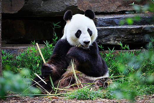 熊猫,大熊猫,成年,吃,俘获,澳大利亚,大洋洲