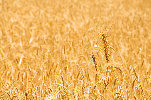 特写,小麦,鲜明,夏天