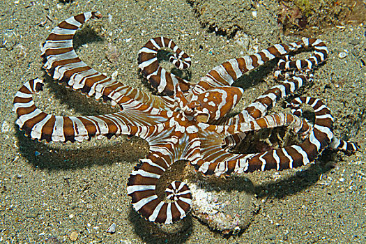 章鱼,安汶,印度尼西亚