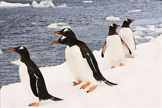 巴布亚企鹅,岛屿,南极半岛,南极