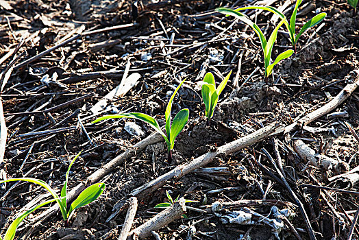 玉米,3-4岁,叶子,陆地,作物,棉花,英格兰,阿肯色州,美国