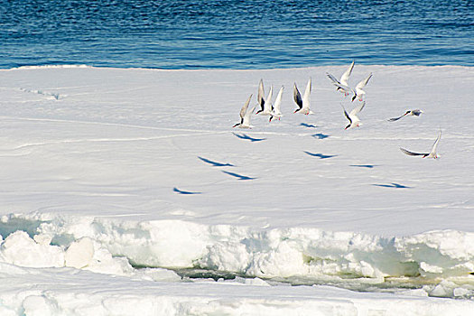 挪威,斯瓦尔巴特群岛,海峡,北极燕鸥,起飞,浮冰