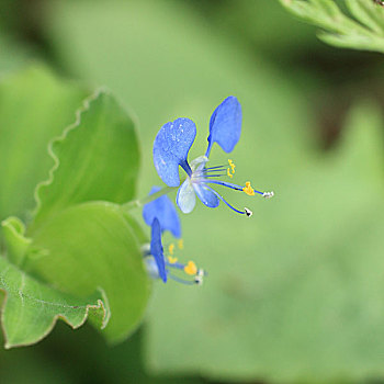 野花