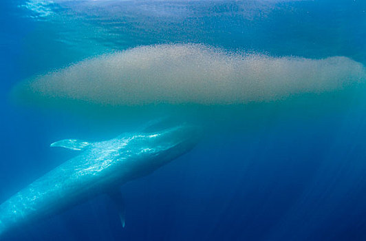 蓝鲸,磷虾,岛屿,下加利福尼亚州,墨西哥