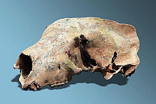 棕熊头骨化石