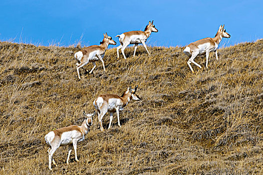 叉角羚,北美,牧群,草原,艾伯塔省,加拿大西部