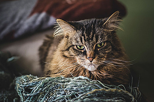 暴躁,看,长发,猫,动物,宠物,猫科动物