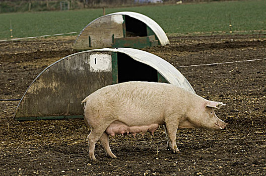 家猪,放养,播种,旁侧,地点,户外,牛津,英格兰,欧洲