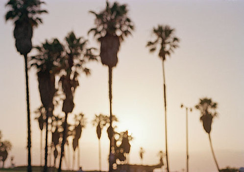 棕榈树,海滩,剪影,日落