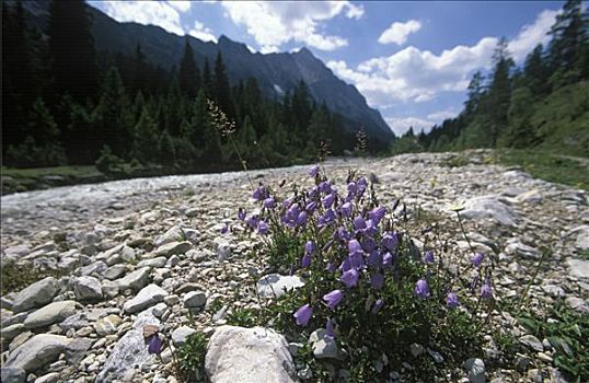 风铃草,山谷,靠近