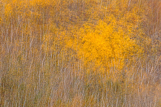 秋天,树,摄影,移动,萨德伯里,安大略省,加拿大