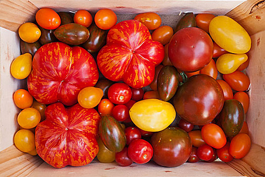 遗产蕃茄,培育品种,多样,有机,园艺