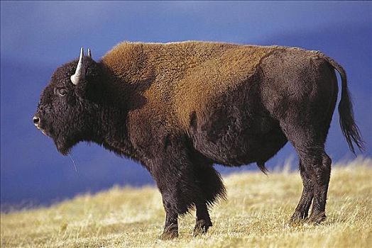 野牛,哺乳动物,黄石国家公园,美国,北美,动物