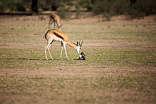 跳羚,母亲,清洁,幼兽,出生,卡拉哈迪大羚羊国家公园,南非,次序