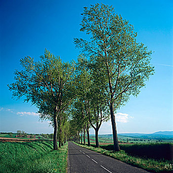 乡间小路,排列,树,阿尔萨斯,法国