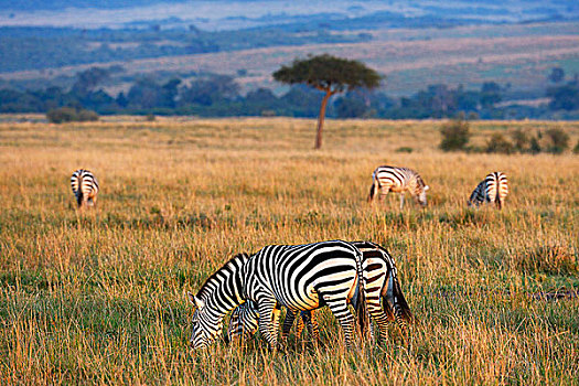 斑马,马,早晨,亮光,后面,伞,刺槐,草原,马赛马拉国家保护区,肯尼亚,非洲