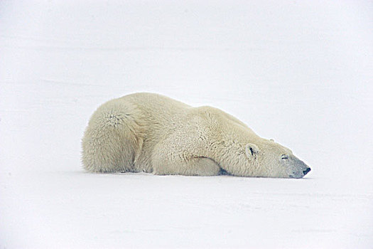 北极熊,休息,雪中,哈得逊湾,海岸线