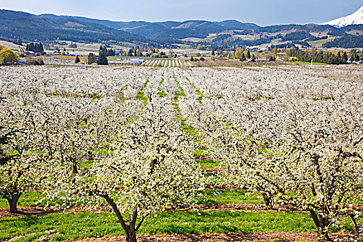 苹果花,胡德山,哥伦比亚河峡谷,俄勒冈,美国