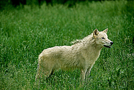 狼,艾伯塔省,加拿大