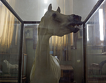 白色,马,人体模型,后面,展示,窗户