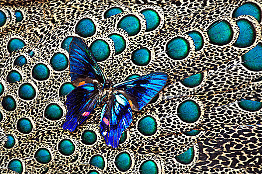 小,蓝色,蝴蝶,羽毛,设计