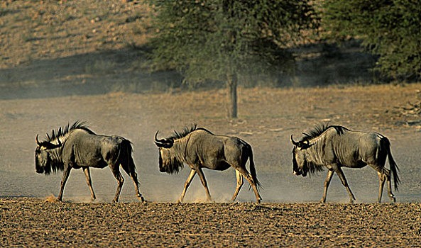 蓝角马,角马,卡拉哈迪大羚羊国家公园,卡拉哈里沙漠,南非,非洲