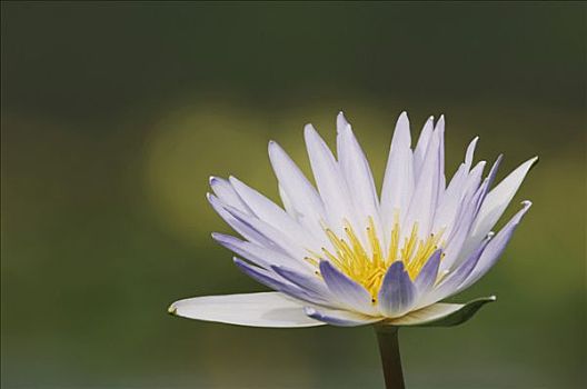 热带,荷花,睡莲属植物,花,沿岸,弯曲,德克萨斯,海岸,美国